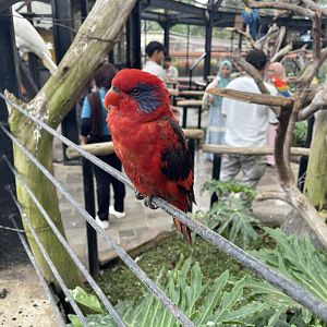 big bird aviary - black-winged lory (eos cyanogenia) (1)