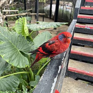 big bird aviary - black-winged lory (eos cyanogenia) (2)