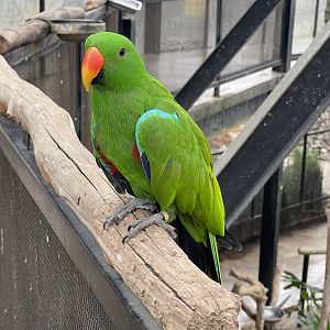 big bird aviary - electus parrot (electus roratus)