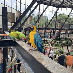 big bird aviary - blue-and-yellow macaw (ara ararauna)