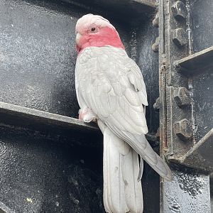 big bird aviary - galah (eolophus roseicapilla)