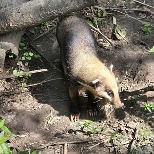 Northern Hog Badger