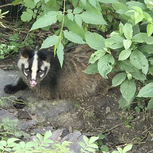 Himalayan Masked Palm Civet
