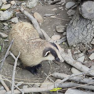 Asian Badger