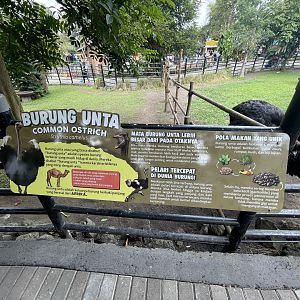 common ostrich signage (1)