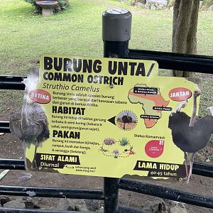 common ostrich signage (2)