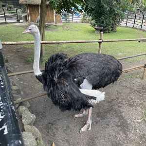 male common ostrich (struthio camelus)