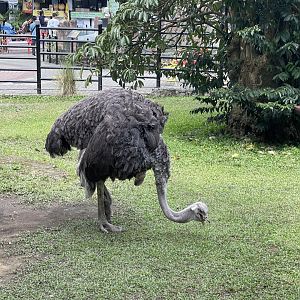 female common ostrich (struthio camelus)
