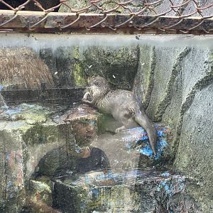 asian small-clawed otter (aonyx cinereus)