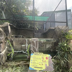 smooth-coated otter exhibit