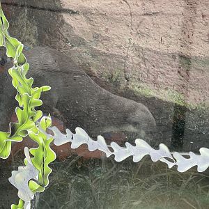 smooth-coated otter (lutrogale perspicillata)