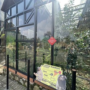 common marmoset exhibit