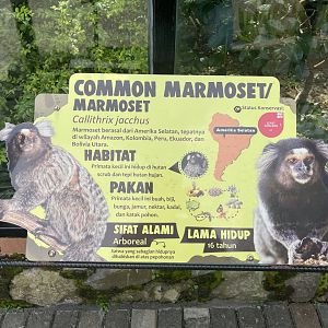 common marmoset signage