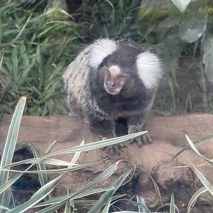 common marmoset (callithrix jacchus) (3)