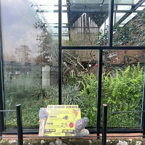 red-handed tamarin exhibit