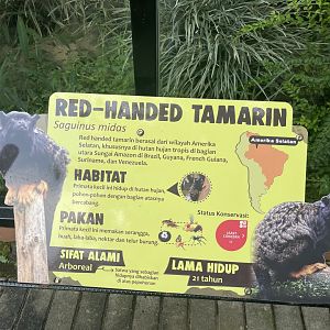 red-handed tamarin signage