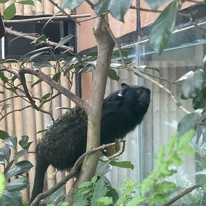 red-handed tamarin (saguinus midas) (1)