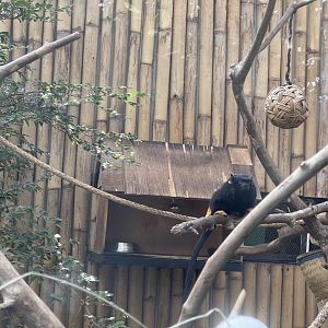 red-handed tamarin (saguinus midas) (2)