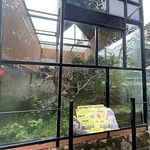 cotton-top tamarin exhibit