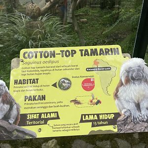 cotton-top tamarin signage