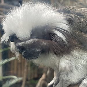 cotton-top tamarin (saguinus oedipus)