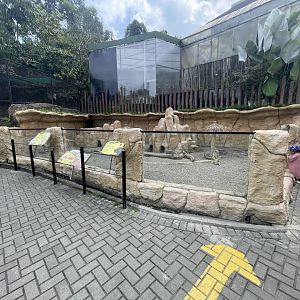 meerkat & sunda porcupine exhibit