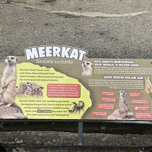 meerkat signage (2)