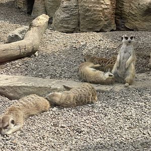 meerkat (suricata suricatta)
