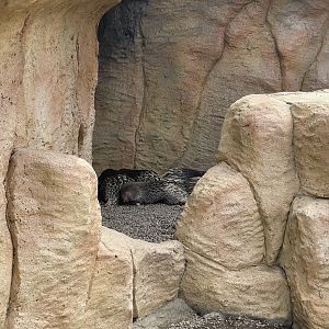 sunda porcupine (hystrix javanica)