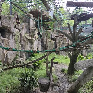 Francois langur exhibit