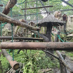 Golden Snub-nosed Monkey exhibit