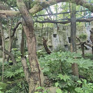 Red-cheeked Gibbon exhibit