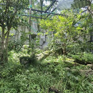 Pilated Gibbon exhibit