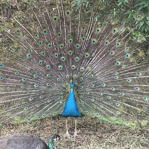 male indian peafowl (pavo cristatus)