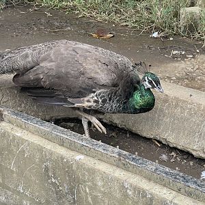 female indian peafowl (pavo cristatus)