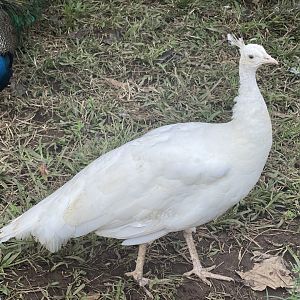 lord shen (pavo cristatus)
