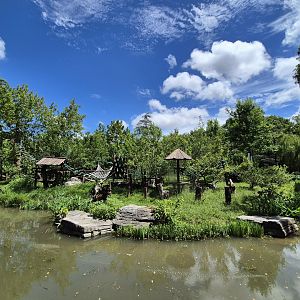 Ring-tailed Lemur island