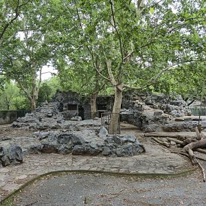 Golden and Sichuan Takin exhibit