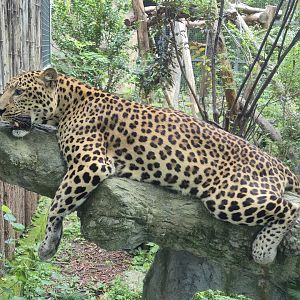 Leopard