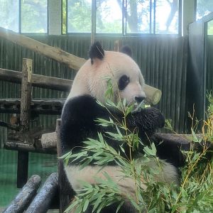 Giant Panda