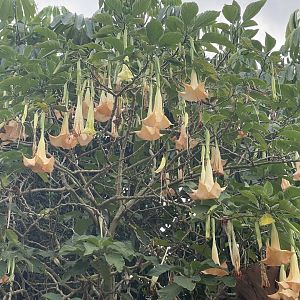 angel’s trumpet (brugmansia suaveolens)