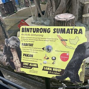 sumatran binturong signage