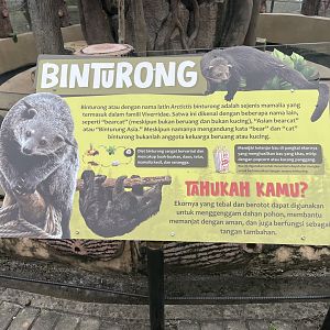binturong info signage