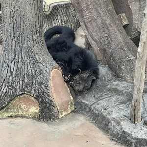 sumatran binturong (arctictis binturong)