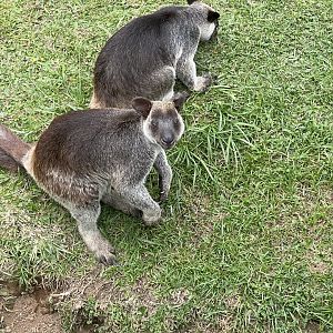 grizzled tree-kangaroo (dendrolagus inustus) (1)