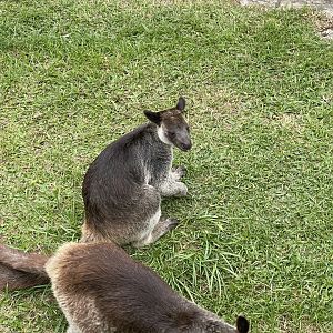 grizzled tree-kangaroo (dendrolagus inustus) (2)