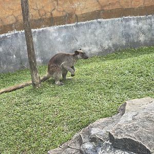 grizzled tree-kangaroo (dendrolagus inustus) (3)