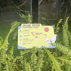 black-winged myna signage