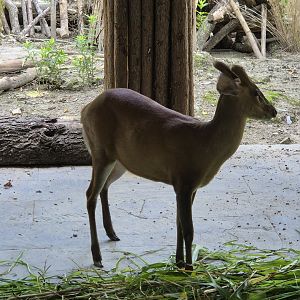 Northern Red Muntjac