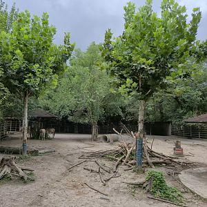 Mongolian Wild Ass exhibit